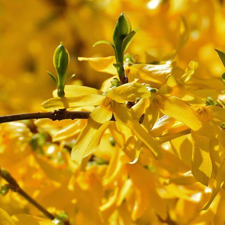 Forsythie 'Weekend'