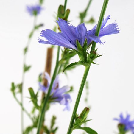 Gewöhnliche Wegwarte (Cichorium intybus)