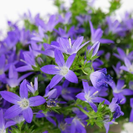 Glockenblume (Campanula add adansa)