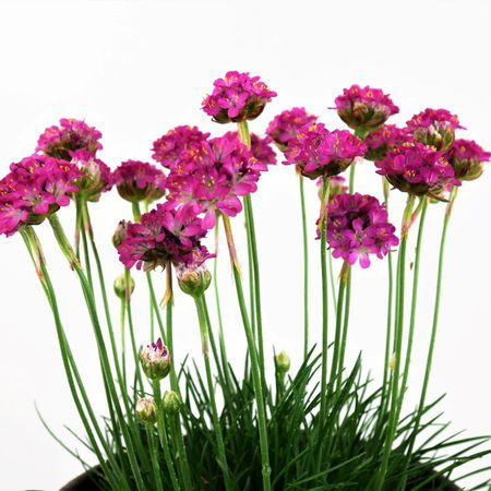 Grasnelke (Armeria)