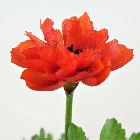 Hahnenfu (Ranunculus)