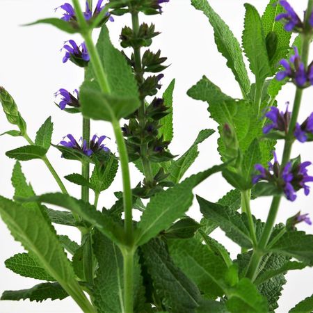 Hain-Salbei (Salvia nemorosa)