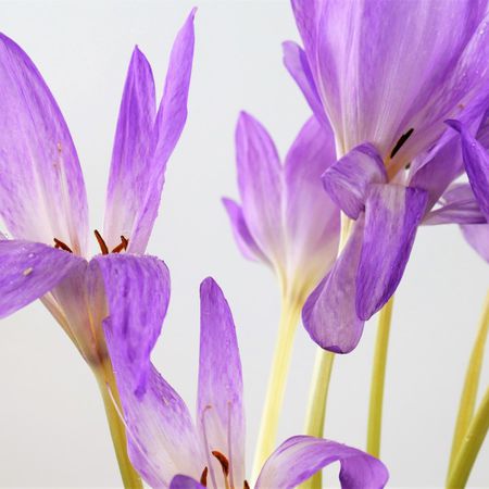 Herbstzeitlose (Colchicum)