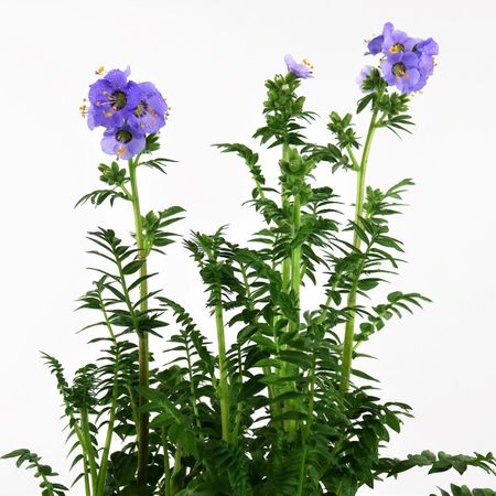 Jakobsleiter (Polemonium)