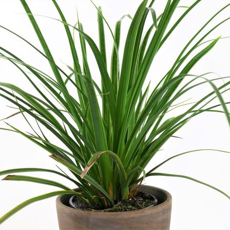 Japan-Segge (Carex morrowii)