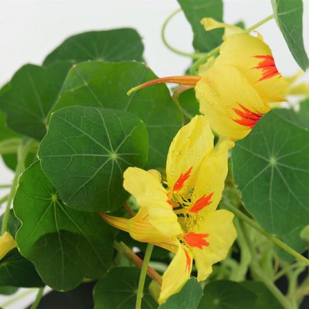 Kapuzinerkresse(Tropaeolum)