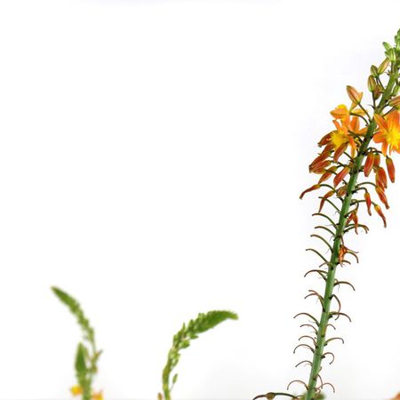 Katzenschwanzpflanze (Bulbine frutescens)