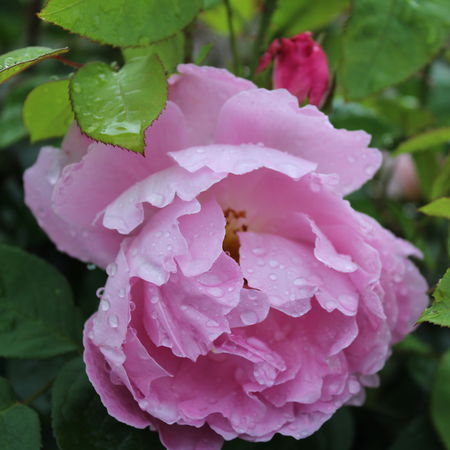 krÃ¤ftiges StÃ¤mmchen Englische Rose, Englische Beetrose Mary Rose (im grossen Container)