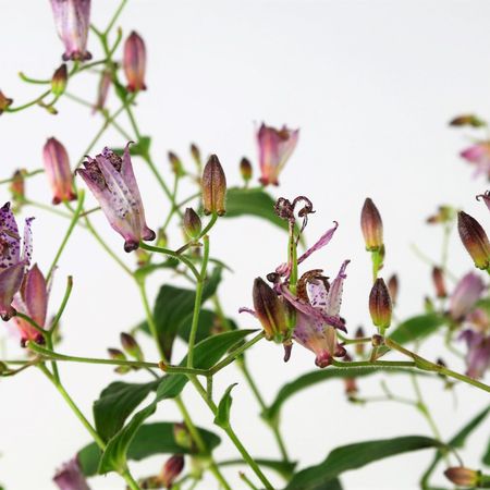 Krötenlilie (Tricyrtis hirta)