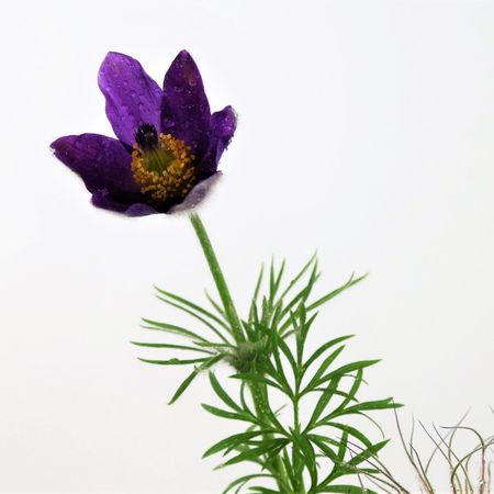 Kuhschelle (Pulsatilla vulgaris)