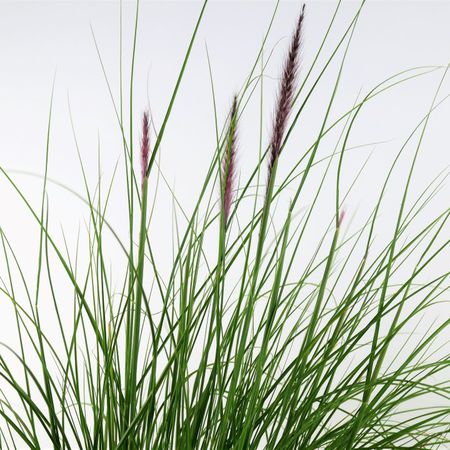 Lampenputzergras (Pennisetum)