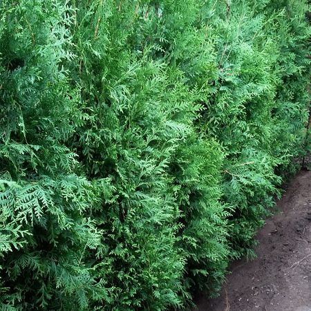 Fertig gepflanzte Thuja-Hecke