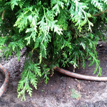 Thuja-Hecke in der Anpflanzzeit regelmssig gieen