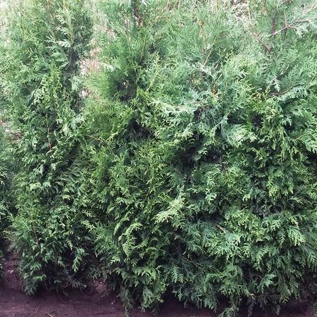 Neue Thuja-Hecke