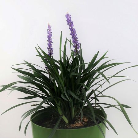 Lilientraube (Liriope muscari)