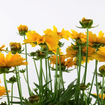 Mädchenauge (Coreopsis)