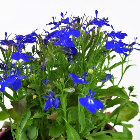 Männertreu (Lobelia erinus)