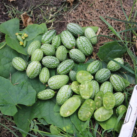 Mexikanische Minigurke BIO