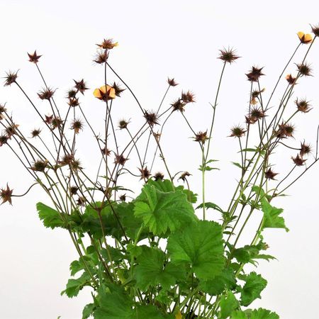 Nelkenwurz (Geum rivale)