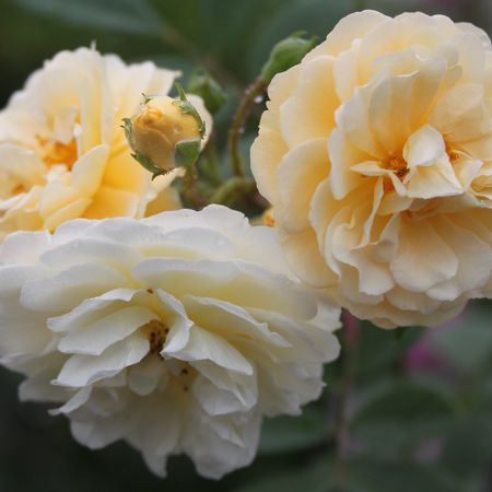 Rose 'Ghislaine de FÃ©ligondeÂ®'