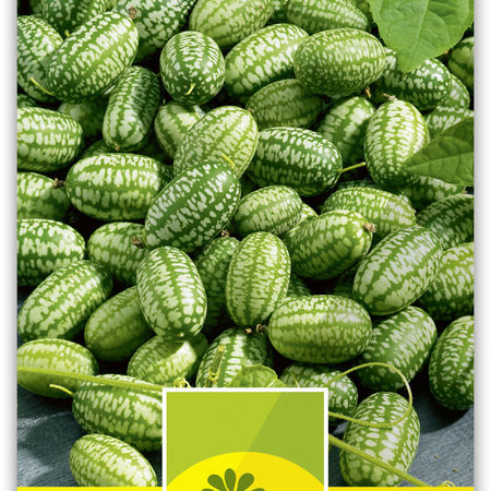 Mexikanische Mini Gurke OlÃ©