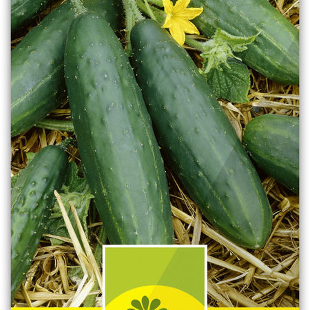 Gurke 'Burpee Hybrid II'