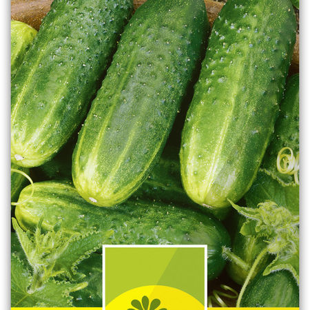 Gurke 'Delikatess'