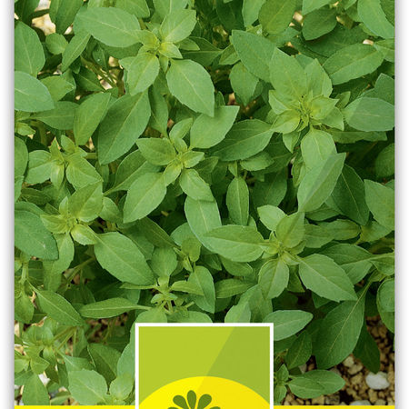 Zitronenbasilikum 'Aromata'