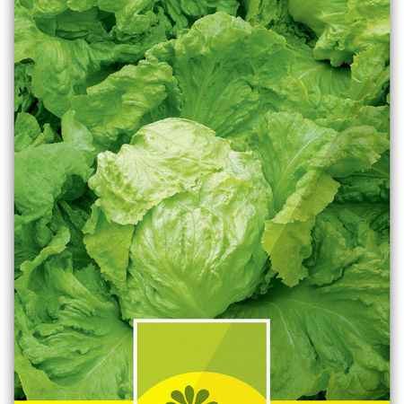 Eissalat-Krachsalat 'Saladin' mittelfrÃ¼h