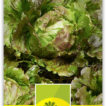 Batavia-Krachsalat 'Laibacher-Eis' 