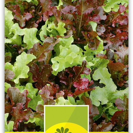 PflÃ¼cksalat 'Confetti'