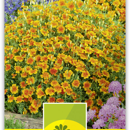 Tagetes kleinblumig 'Gnom'