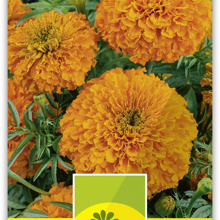Tagetes grossblumig, hoch 'Orangeball'