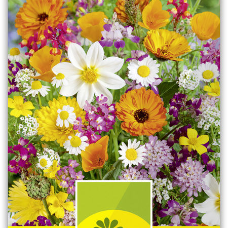 Sommerblumen niedrige Mischung