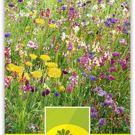 Blumenwiese 'Dolce Vita'