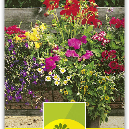 Sommerblumenmischung 'Balkon'