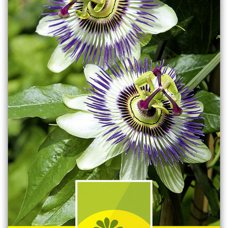 Passionsblume