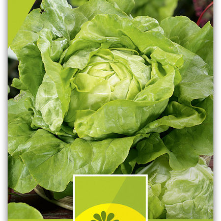 Kopfsalat 'Attraktion'-BIO
