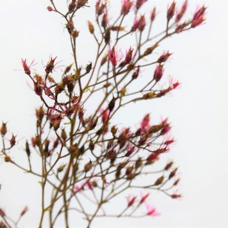 Porzellanblümchen (Saxifraga urbium)