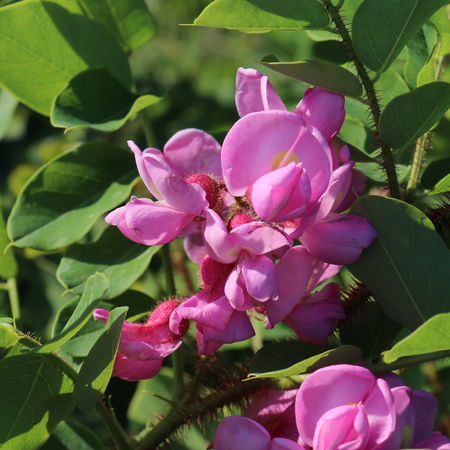 Borstenakazie 'Macrophylla'