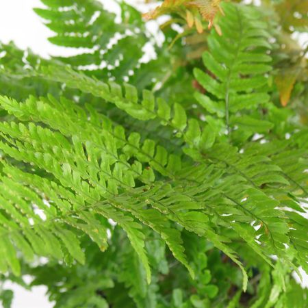 Rotschleierfarn (Dryopteris erythrosora)