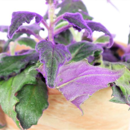 Samtblatt, Samtnessel (Gynura Purple Passion)