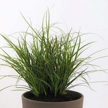 Schmalblättrige Segge (Carex stenophylla)