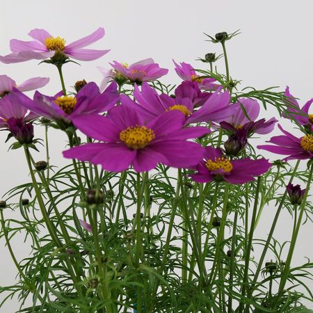  Cosmea Pflanze