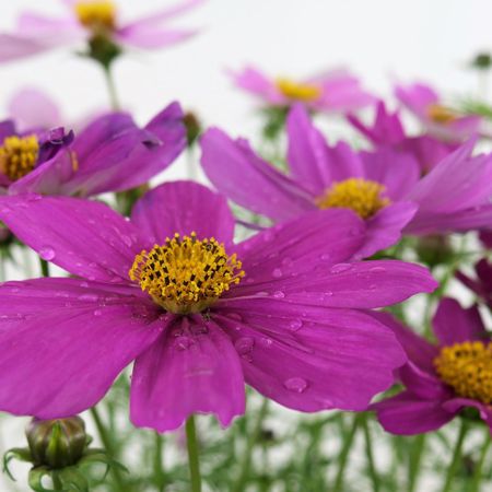 Cosmea Blte