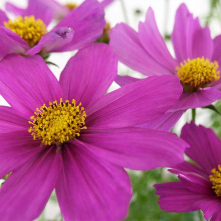 Schmuckkrpchen (Cosmos bipinnatus) -  Schmuckkrbchen Blumen