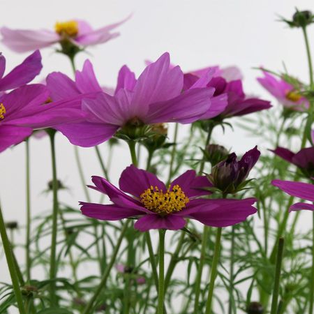 Cosmea Blume