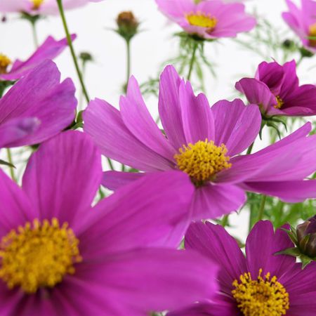  Pflanze Cosmea