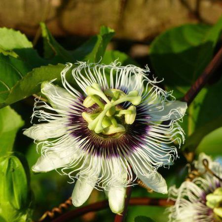 Passionsblume mit MaracujafrÃ¼chten