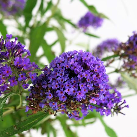 Sommerflieder (Buddleja davidii)